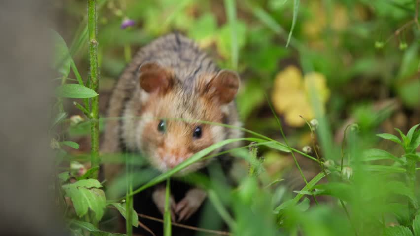 European hamster rises on hind legs in undergrowth, curious gaze