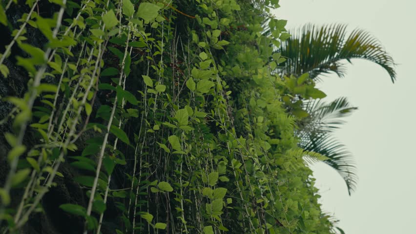 Natural wall of green tropical lush hanging vines