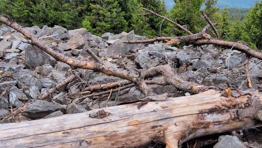 Old tree in forest, Taunus in Germany, at a clowdy day. At Altkoenig