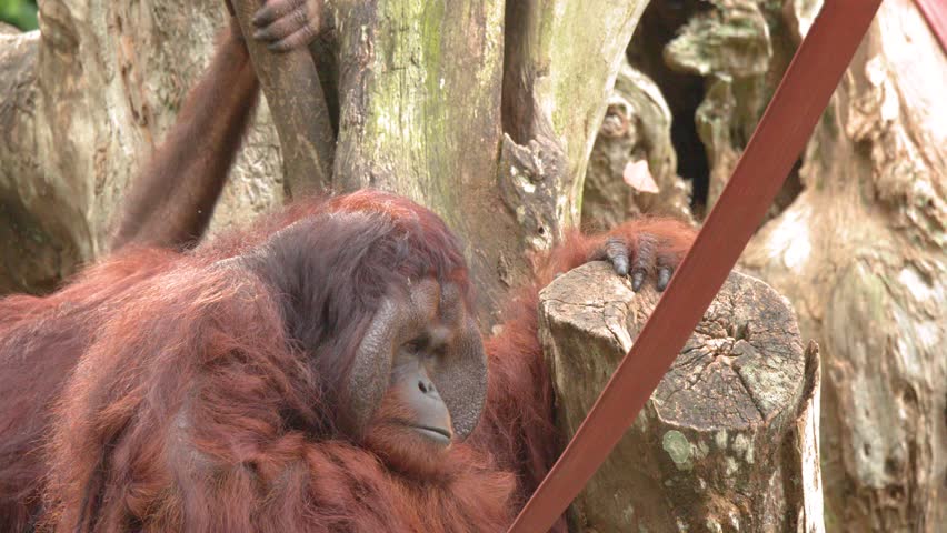 A reddish-brown orangutan sits calmly against a tree trunk in a tropical jungle environment
