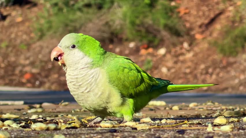 Green Monk parakeet eats seeds on the ground. Close-up, ground-level pov
