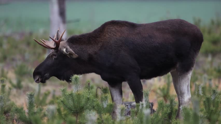 Mammals male bull Elk Moose ( Alces alces ) North part of Poland, Europe young forest in winter time wild animal in early morning