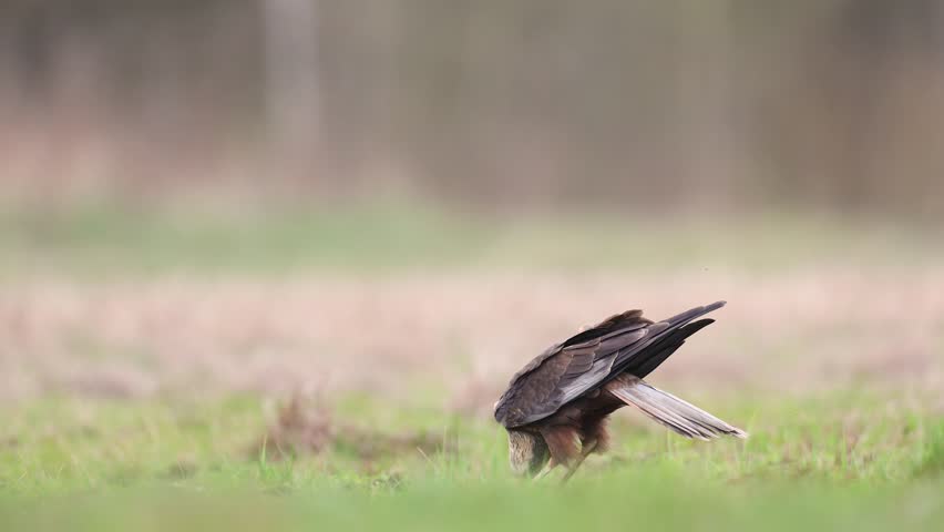 Birds of prey - Marsh Harrier male Circus aeruginosus hunting time spring meadow Poland Europe
