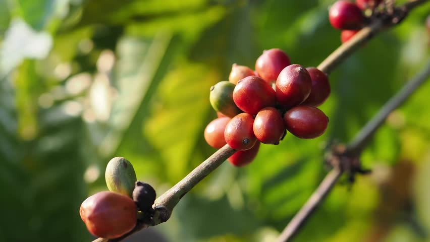Ripe and unripe coffee beans from the plantation.