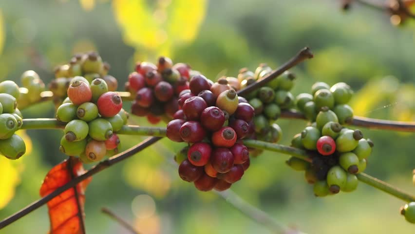 Ripe and unripe coffee beans from the plantation.