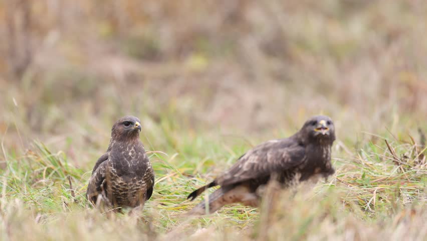Birds of prey - landing two Common buzzards Buteo buteo in the fields in spring, buzzard in natural habitat, hawk bird on the ground, predatory bird close up