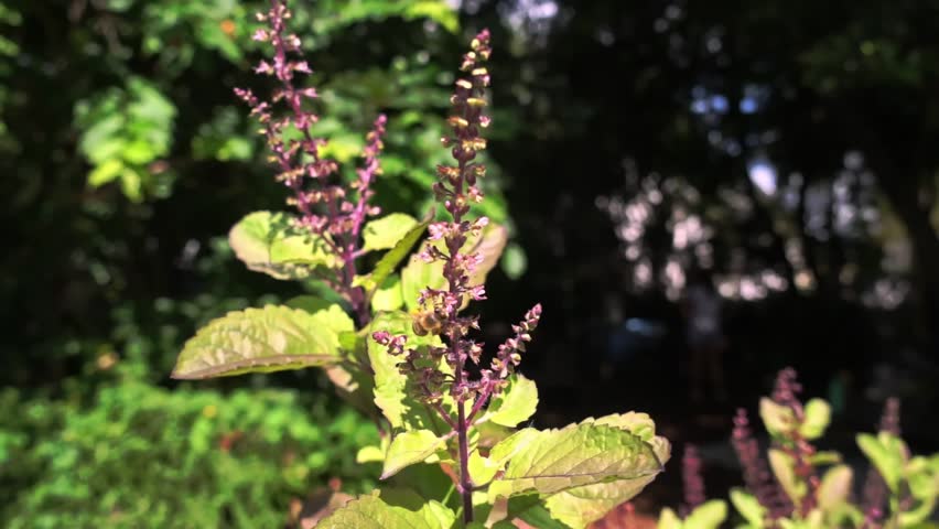 Medium close-up shot of a honeybee collecting nectar from tall purple flower spikes in a sunlit garden with soft green foliage in the background.