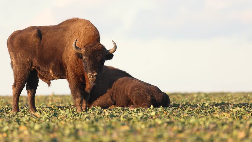 Mammals - wild nature European bison ( Bison bonasus ) Wisent herd standing on the autumn field sundown North Eastern part of Poland, Europe Knyszynska Primeval Forest