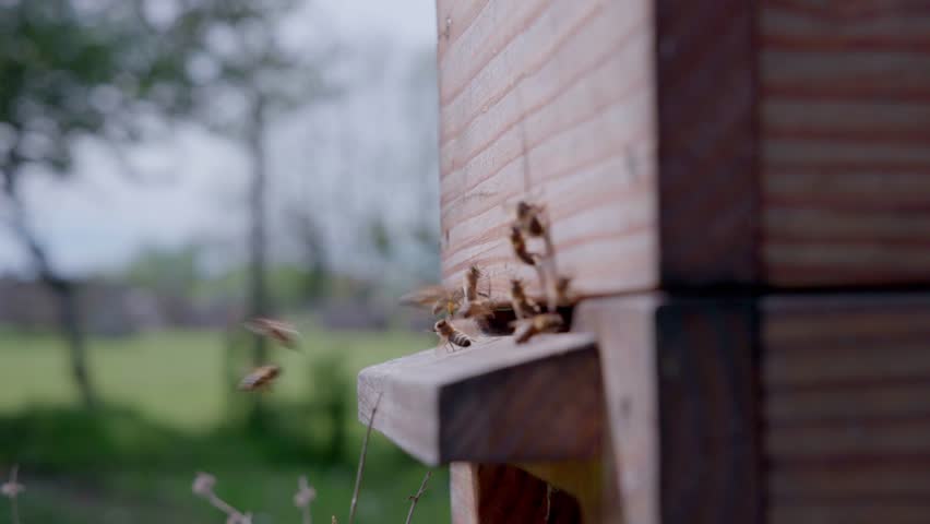 Close up of a wooden beehive landing board where worker bees arrive and enter. The detailed view captures insect activity at the apiary entrance with a blurred green background.