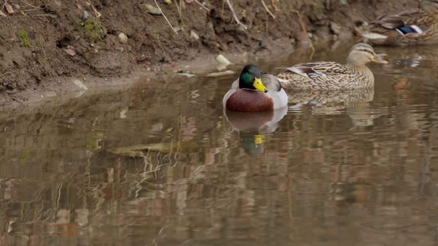 A Male And Female Mallard Duck (Anas platyrhynchos) Swimming In Clear Lake Water. Close-up Shot