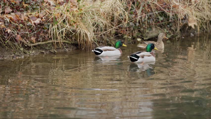 Two Male Mallards Courting A Female Mallard In Late Winter. Static Shot