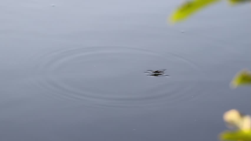 Group of water striders moving quickly on blue lake surface creating small circular ripples