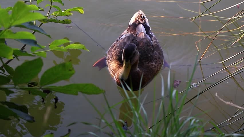 Close up of a wild duck floating on blue water creating gentle ripples outdoors
