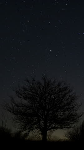 Star trails rotating above lone tree night sky long exposure, Astrophotography scene showing Earth rotation effect with bright celestial motion, vertical footage