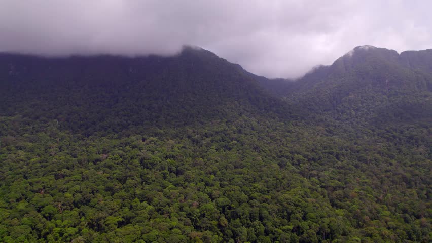 Aerial rainforest canopy with low clouds covering mountain terrain in Borneo
