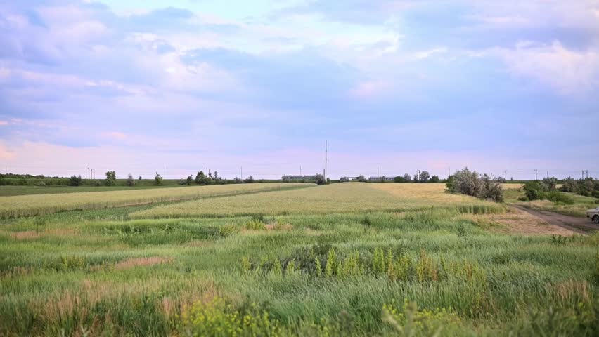 Green field stretching under wide sky in rural landscape. Field covered with grass and plants, open countryside space, natural horizon line, calm summer weather, agriculture and nature concept