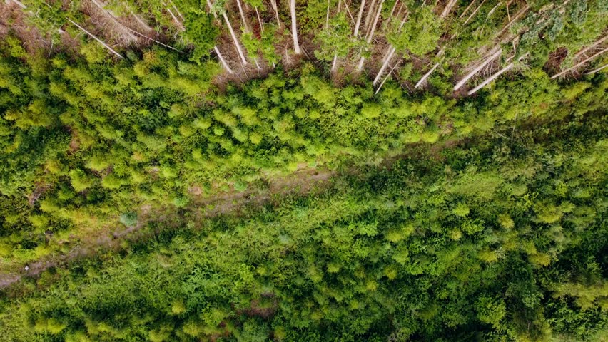 A wide lowering tilting up and pulling back shot of a Sitka spruce or Douglas fir forrest. Shot in Wales UK
