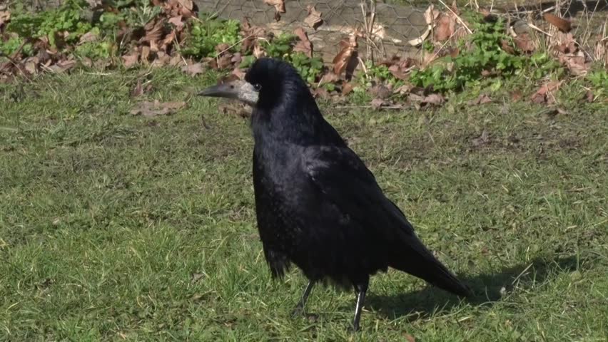 A Rook, Corvus frugilegus, perched on ground. Winter. UK