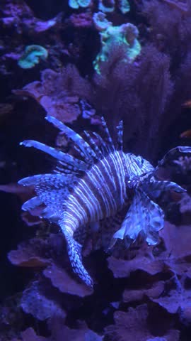 Venomous Lionfish Swimming in Aquarium