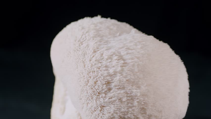 Lion`s mane mushroom close-up on black background on rotating surface