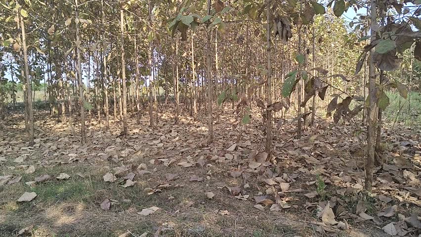 Video footage of young teak trees (Tectona grandis) growing in a plantation area. The trees are planted in a structured pattern, suggesting managed agroforestry or commercial forestry practices. Dry fallen leaves cover the ground, forming a natural forest floor. This video captures a calm rural environment, tree plantation growth, and sustainable land use in tropical India.