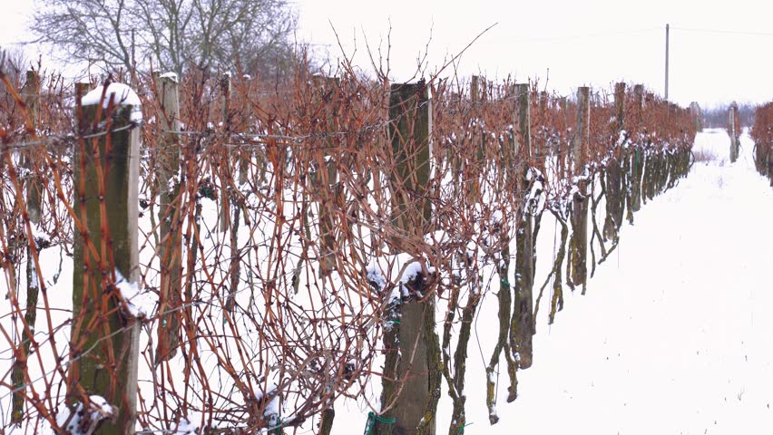 Vineyard rows covered in snow during wintertime, dormancy cycle in grape cultivation, Hungary