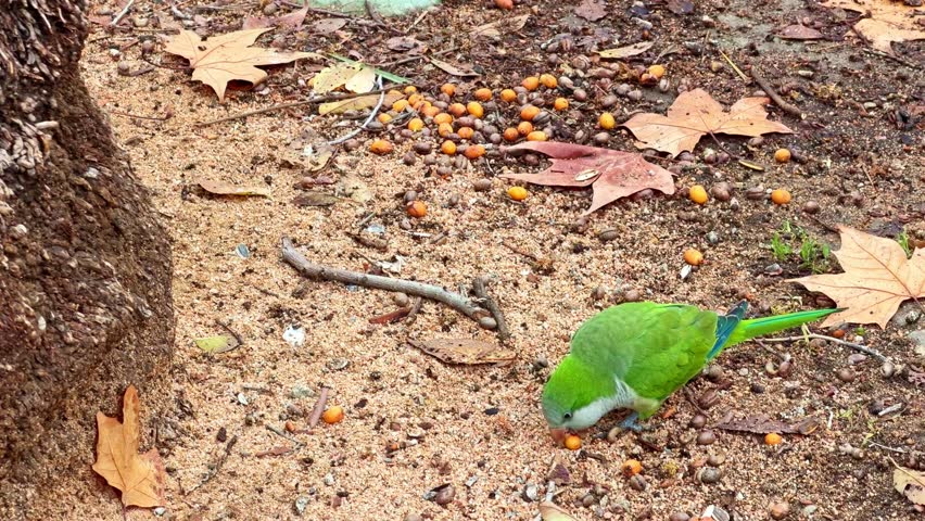 A green Monk parakeet, an invasive species, and a pigeon feeding together on seeds on the ground in a park
