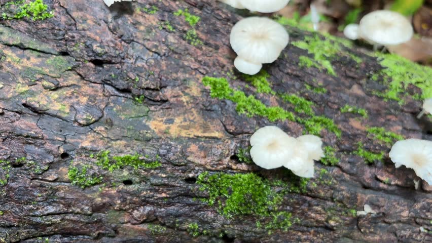 A group of fungi that grows on decaying wood that has become mossy.