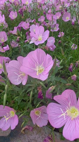 Close-up of pink flowers with yellow centers growing among green foliage
