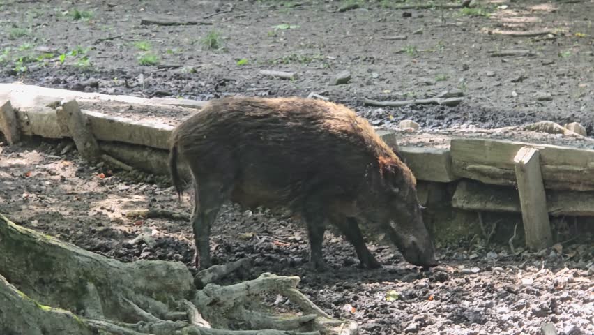Wild boar (Sus scrofa) foraging for food in dense undergrowth
