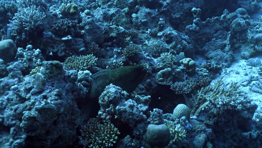 Giant Moray Eel (Gymnothorax javanicus), the largest and most powerful moray eel species in the Red Sea.