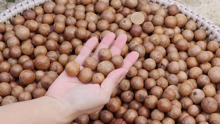 Macadamia nuts in hand and in a basket.