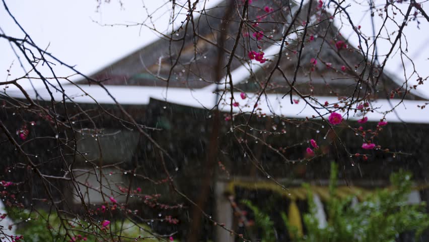 Snow Falling over Japanese Shrine with Ume Plum Blossoms in Winter