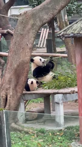 A calm panda rests at Chido Zoo, its black‑and‑white fur creating an adorable, gentle presence.