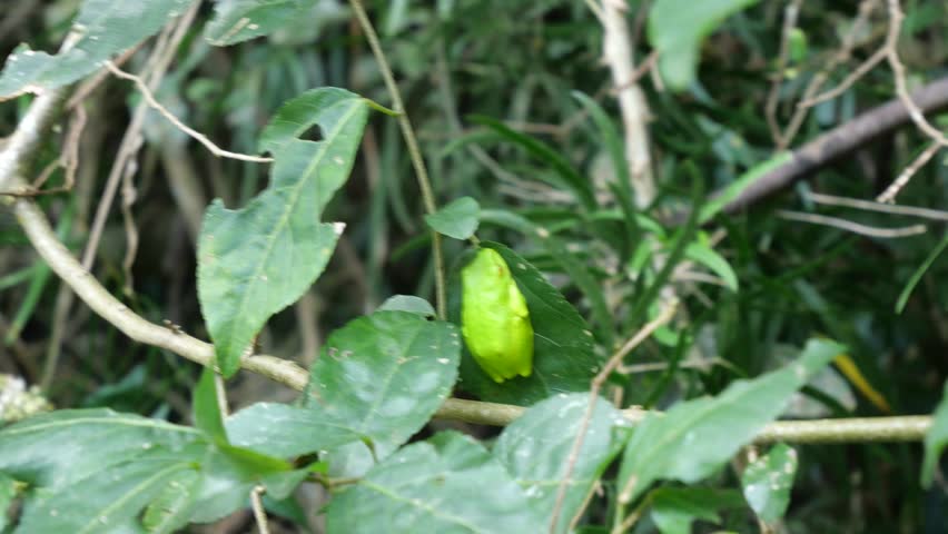 Lime green Tinker reed frog, Hyperolius tuberilinguis, perched on a green leaf.