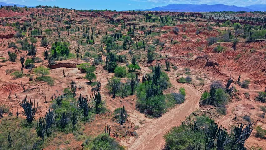 Cacti in Colombia's La Tatacoa desert, red terrain, popular tourist spot