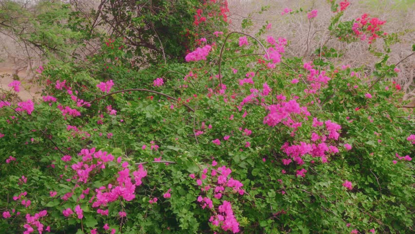 Footage of vibrant pink bougainvillea flowers in full bloom, captured within the dryland environment of the Koko Crater Botanical Garden in Honolulu, Oahu, Hawaii.