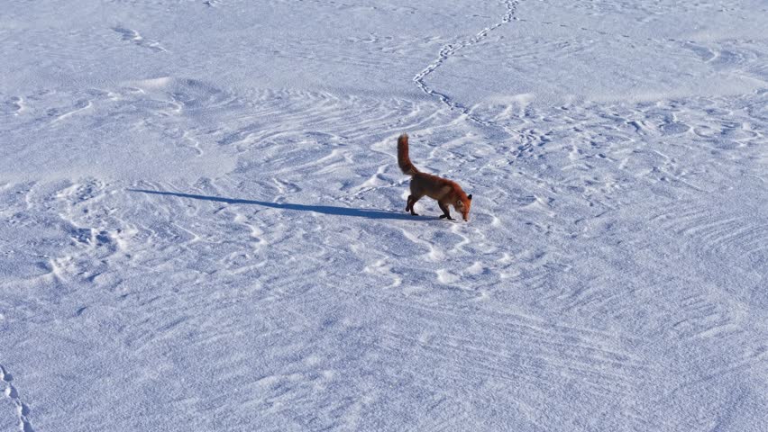 Fox walking through snowy landscape on a clear winter day
