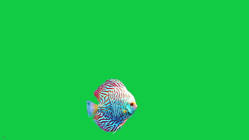discus fish Beautiful coral reefs and tropical fish aquarium colorful sea salt water fantasy avatar alien fish deep sea fish green blue black screen	
