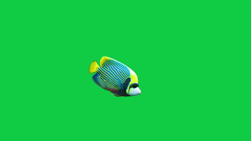 Beautiful coral reefs and tropical fish aquarium colorful sea salt water fantasy avatar alien fish deep sea fish green blue black screen