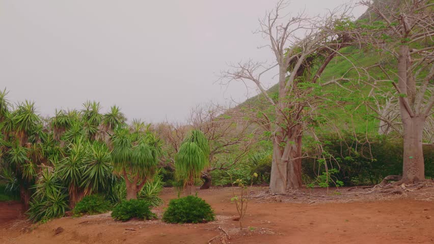 Footage of the unique baobab trees, native to Africa and Madagascar, and other xeriscape plants along the walking trail inside the Koko Crater Botanical Garden in Honolulu, Hawaii.