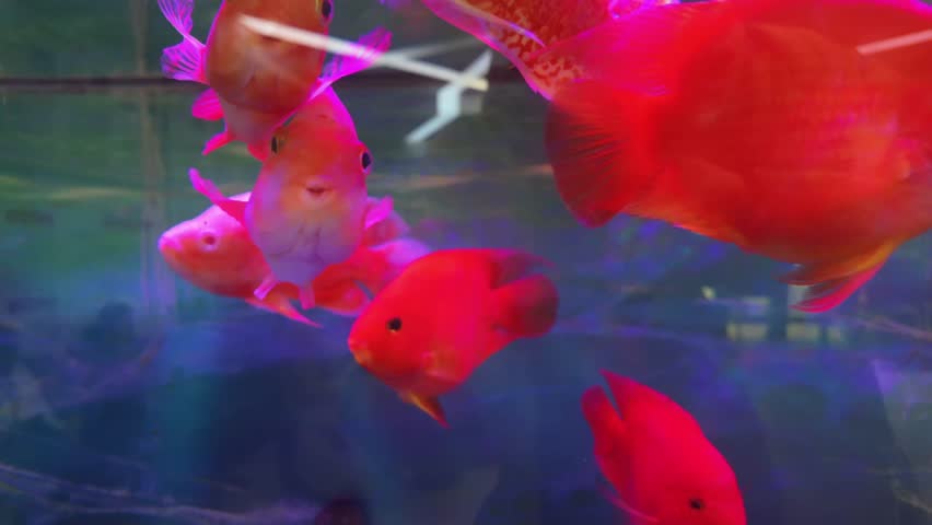 Graceful red and pink blood parrot cichlids swimming slowly and elegantly inside freshwater aquarium with a beautiful deep blue background, showcasing their vibrant and exotic beauty