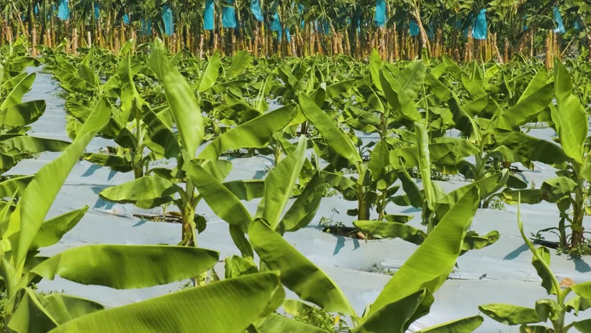 Banana plantation with young plants and protective plastic mulch Chiang Mai, Thailand. Agriculture, farming and gardening concept. Efficient modern farming and food production