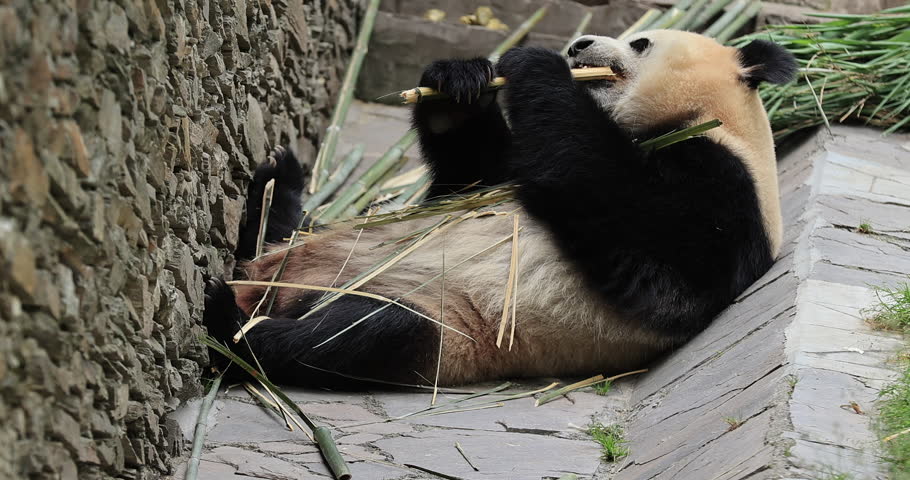One giant panda eating bamboo in the forest, fast motion