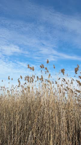 Reed shaken with the wind against sky, vertical video.