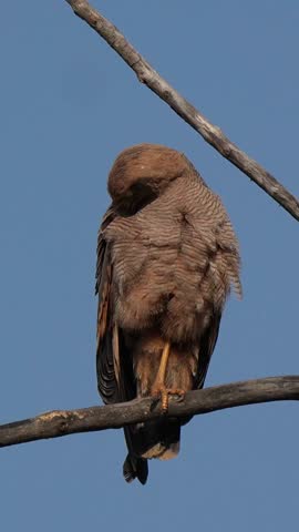 Close-Up of a Savanna Hawk (Buteogallus meridionalis) Perched on Tree, Wildlife Photography with Clear Blue Background in Transpantaneira road, Brazil