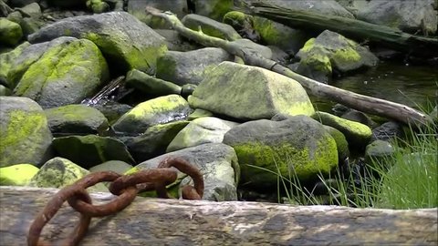 A log with rusty chain sits near a babbling creek in Petersburg Alaska Sandy Beach Park.
