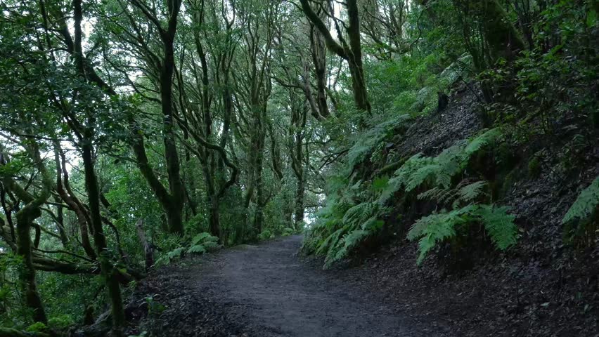 Walking a mysterious path in a green enchanted forest