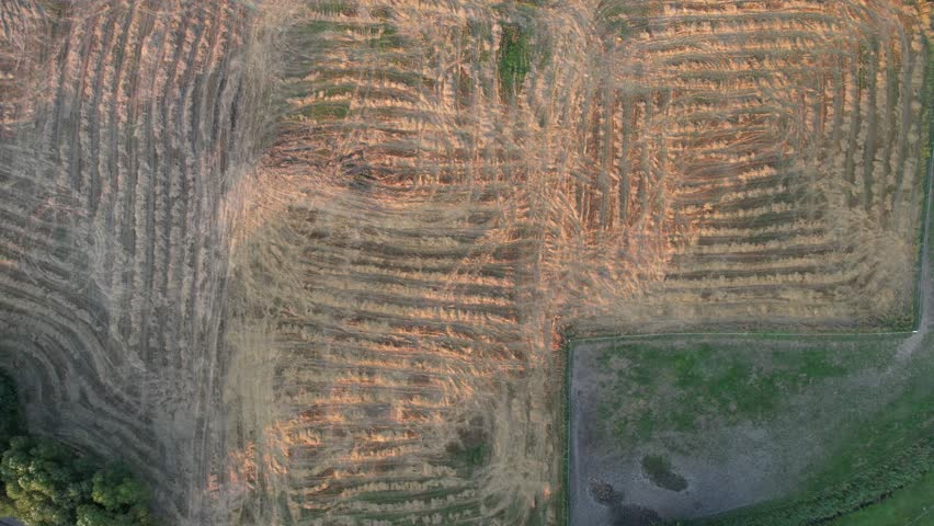 Aerial view flying over harvested wheat field at sunset