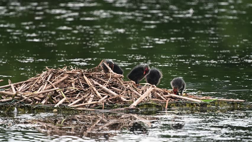 Coot mother looking after her chicks and nest